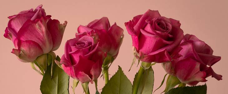 rosas rosas
